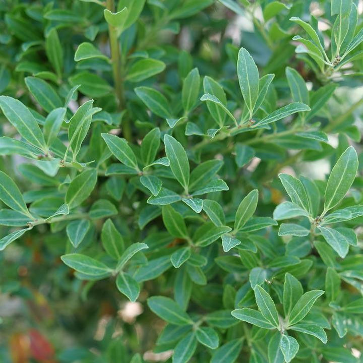 Ilex glabra 'SMNIGLA' ~ Squeeze Box® Inkberry Holly-ServeScape