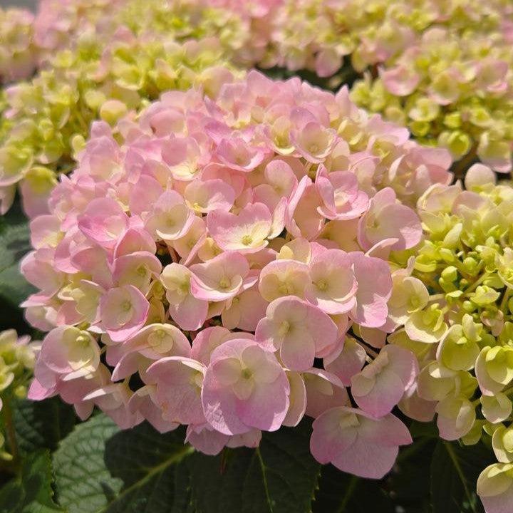 Hydrangea macrophylla 'SMNHMC' ~ Wee Bit Innocent® Hydrangea-ServeScape