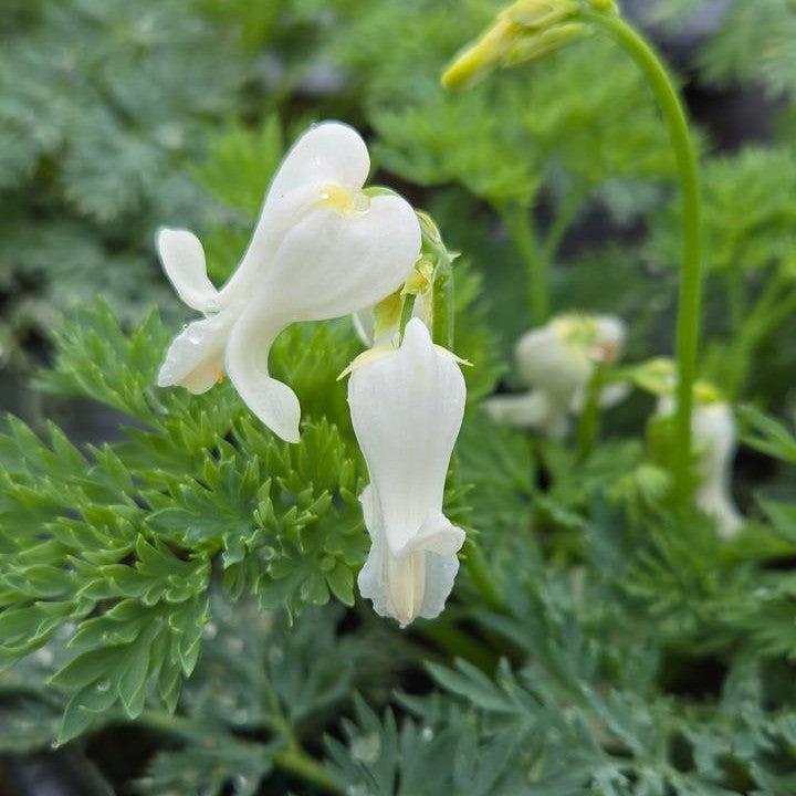 Dicentra 'White Diamonds' ~ White Diamonds Fern-Leaf Bleeding Heart-ServeScape