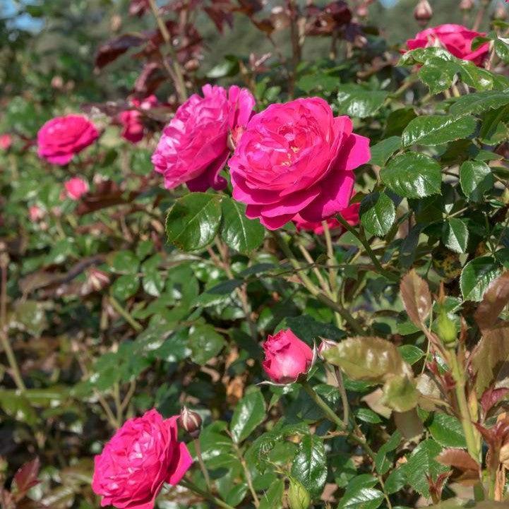 Rosa 'Meicatess' PP 34,789 ~ Loves Me, Loves Me Not™ Rose-ServeScape