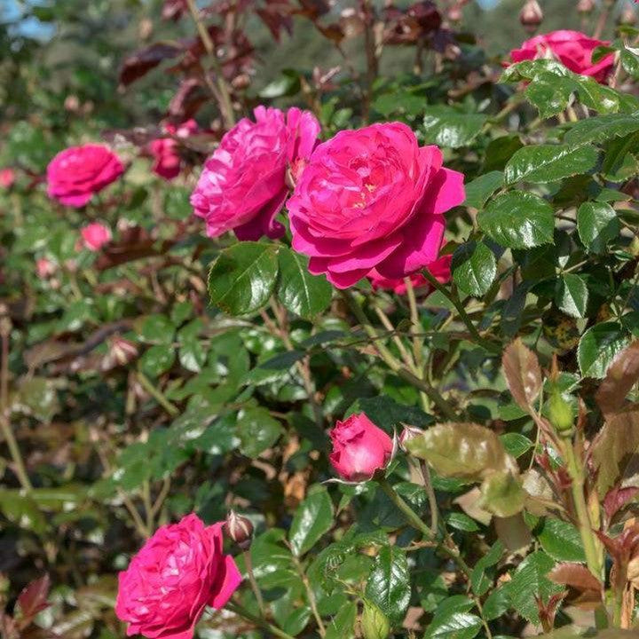 Rosa 'Meicatess' PP 34,789 ~ Loves Me, Loves Me Not™ Rose-ServeScape