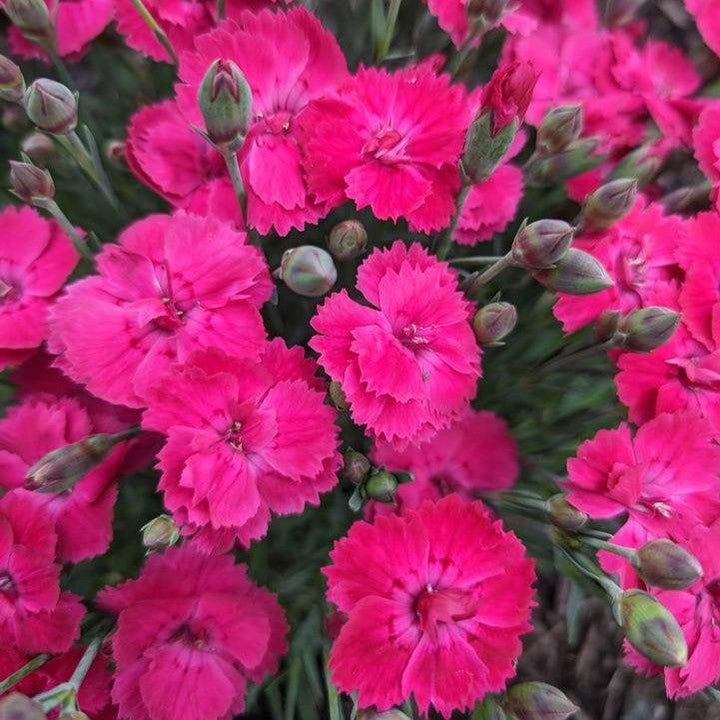 Dianthus gratianopolitanus ‘G19-159‘ ~ Glamour Time™ Dianthus-ServeScape