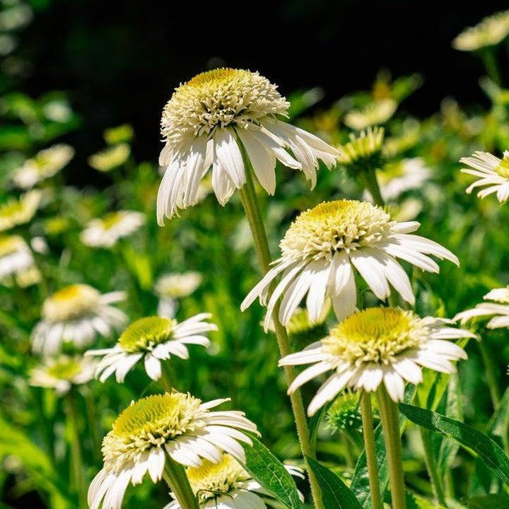 Echinacea purpurea 'Holtvadri831' ~ Vanilla Drip™ Echinacea-ServeScape