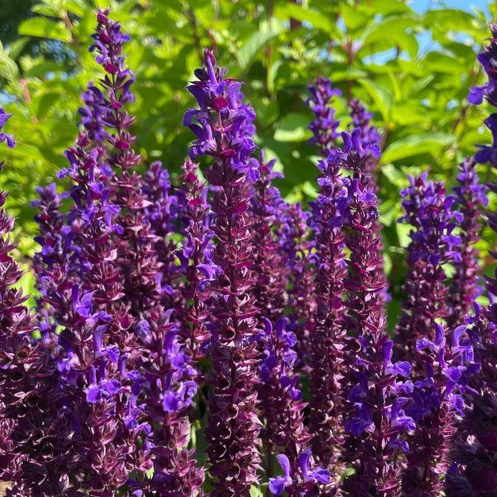 Salvia x nemorosa 'Balsalpur154' ~ Perpetual Purple™ Meadow Sage-ServeScape