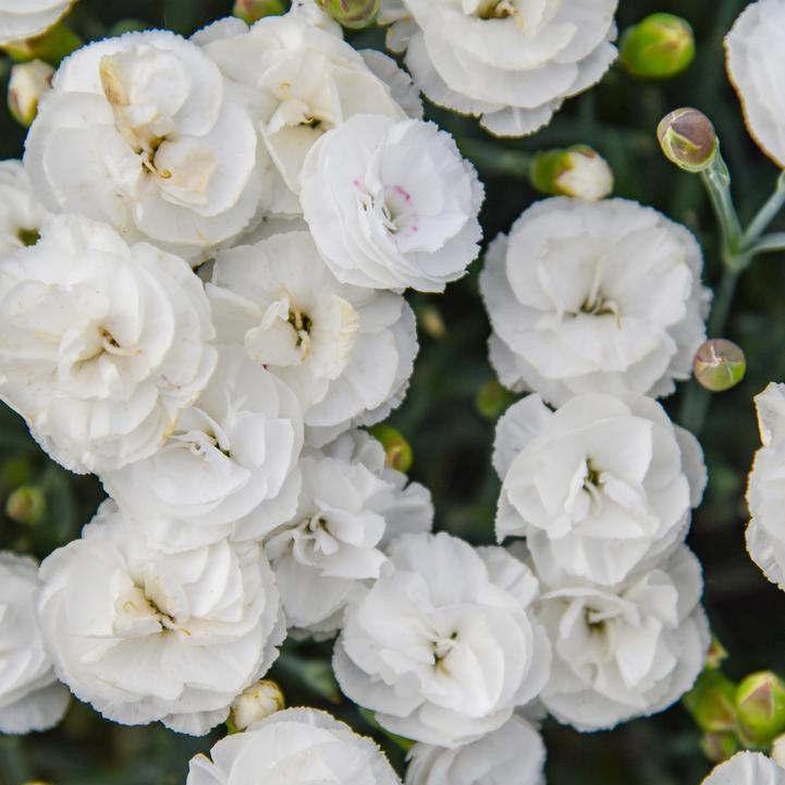 Dianthus 'Whipped Cream' ~ PW® Fruit Punch® Whipped Cream Dianthus-ServeScape
