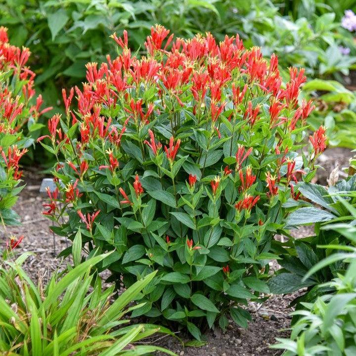 Spigelia marilandica 'Orange Slices' ~ Orange Slices Indian Pink-ServeScape