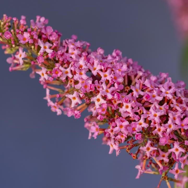Buddleia davidii 'Bailbudone' ~ First Editions® Trippy Pink® Butterfly Bush-ServeScape