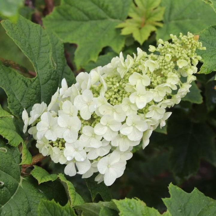 Hydrangea quercifolia 'NCHQ1' ~ PW® Gatsby Glow Ball® Hydrangea-ServeScape