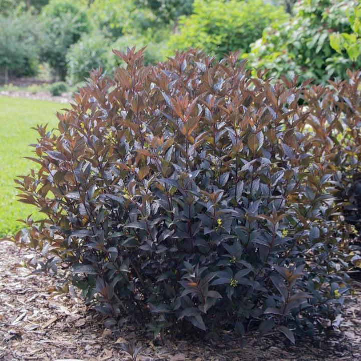 Diervilla rivularis 'SMNDSN' ~ Kodiak® Jet Black Honeysuckle-ServeScape