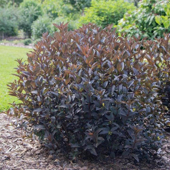 Diervilla rivularis 'SMNDSN' ~ Kodiak® Jet Black Honeysuckle-ServeScape