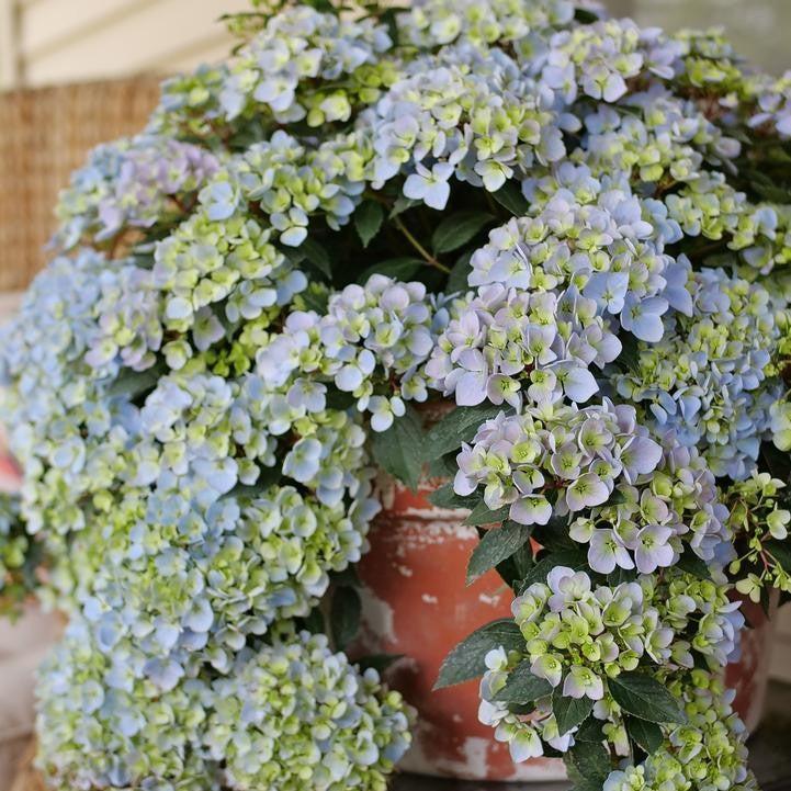 Hydrangea x ‘WNHYDFBPBMH' ~ Fairytrail Fresco® Cascade Hydrangea-ServeScape
