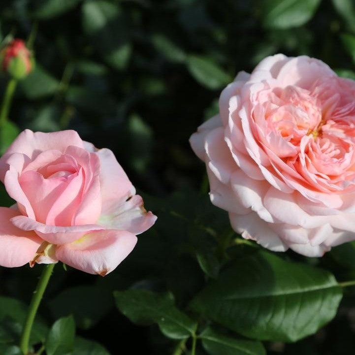 Rosa 'Meiffable' ~ Martha Stewart™ Rose-ServeScape