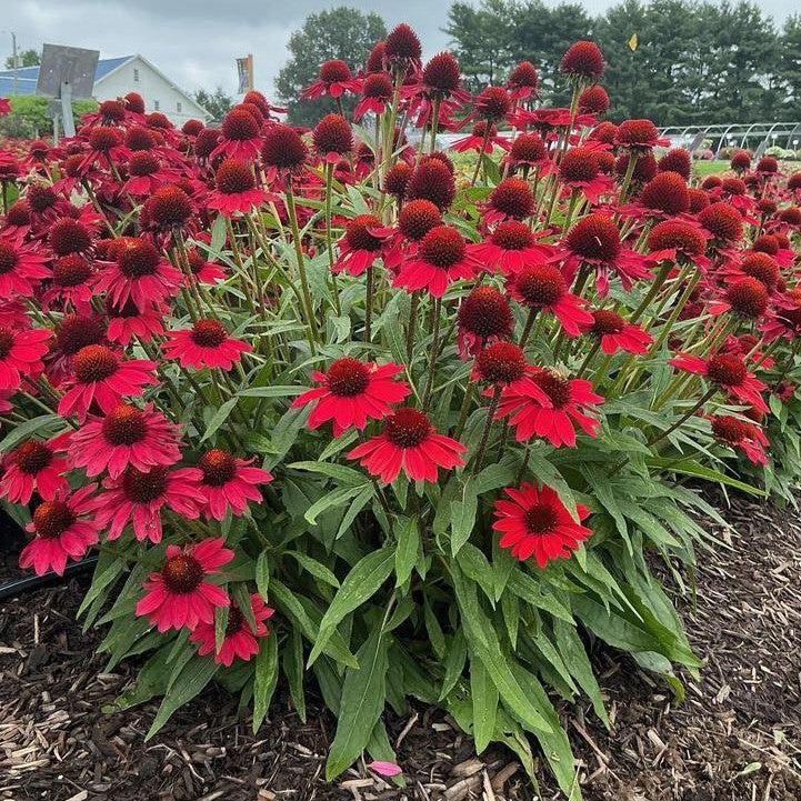 Echinacea purpurea 'SunMagic Vintage Hot Red' ~ SunMagic® Vintage Hot Red Echinacea-ServeScape