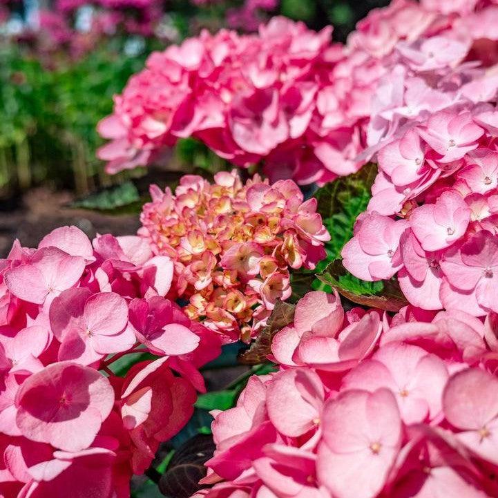 Hydrangea macrophylla 'Soul Mate' ~ Bloomin' Easy® Soul Mate™ Hydrangea-ServeScape