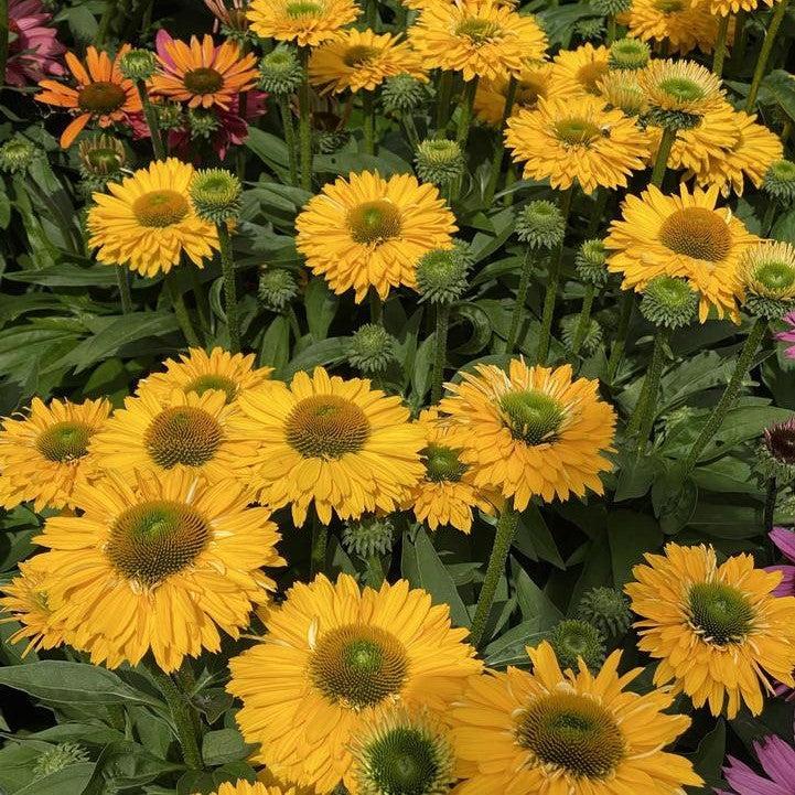Echinacea 'Golden Sun' ~ Monrovia® SunSeekers® Golden Sun Coneflower-ServeScape