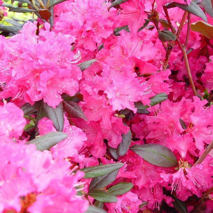 Rhododendron 'P.J.M Landmark' ~ P.J.M Landmark Rhododendron-ServeScape