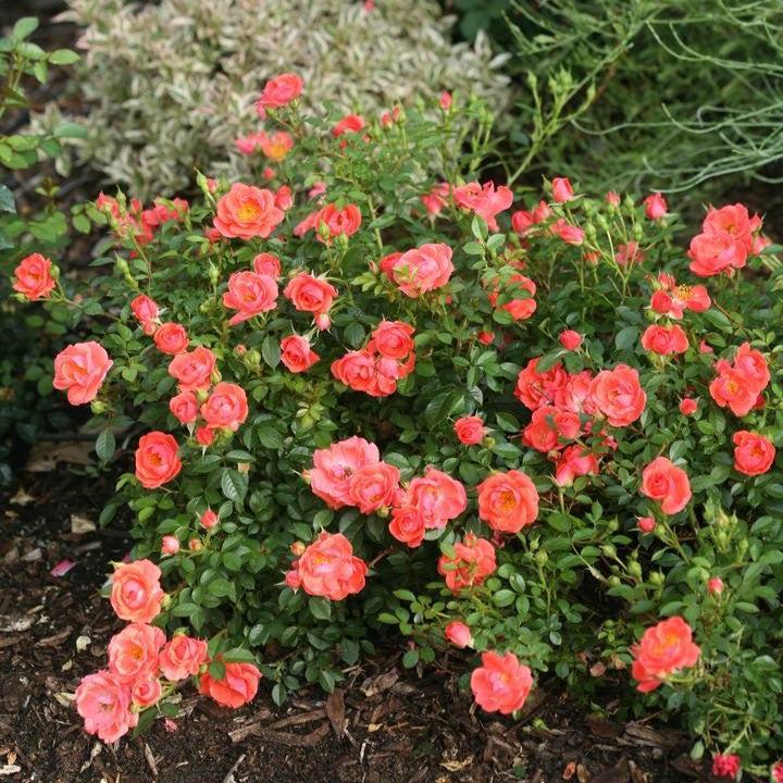 Rosa x 'ChewperAdventure' ~ Oso Easy® Mango Salsa Rose-ServeScape