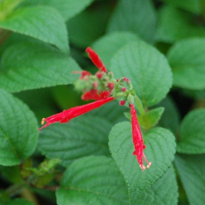 Salvia elegans ~ Pineapple Sage-ServeScape