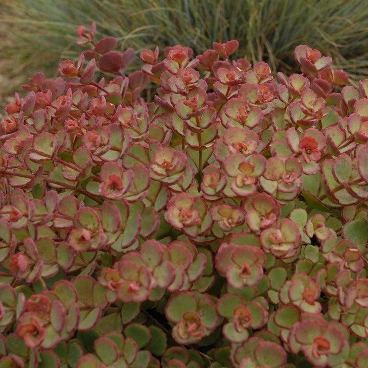 Sedum sieboldii ~ October Daphne Stonecrop-ServeScape
