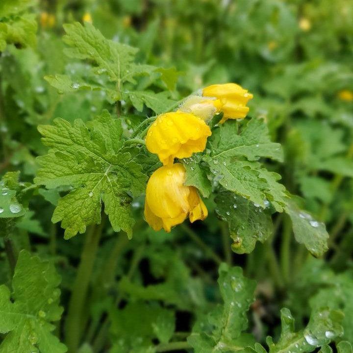 Stylophorum diphyllum ~ Celandine Poppy-ServeScape