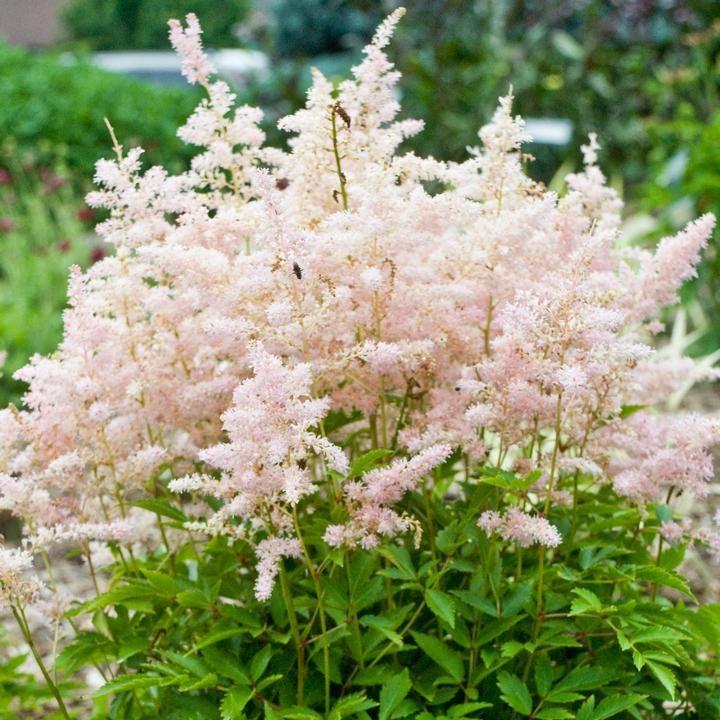 Astilbe 'Verssilvery Pink' ~ Younique™ Silvery Pink Astilbe-ServeScape