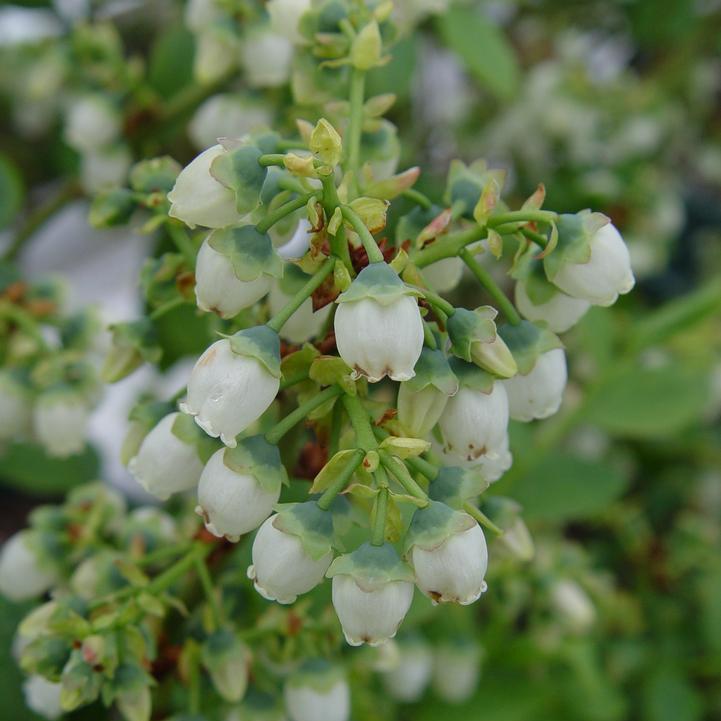 Vaccinium corymbosum 'Bluegold' ~ Bluegold Blueberry-ServeScape
