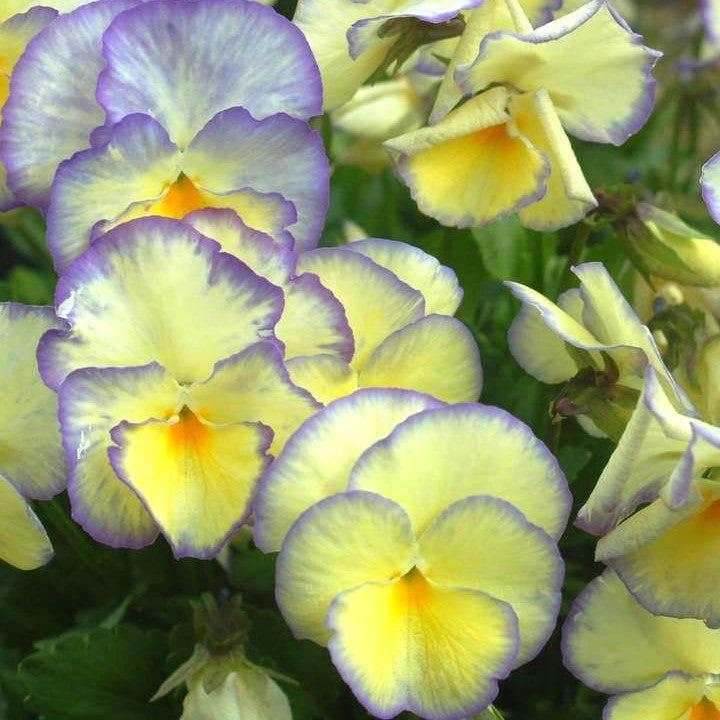 Viola 'Etian' ~ Etian Viola-ServeScape