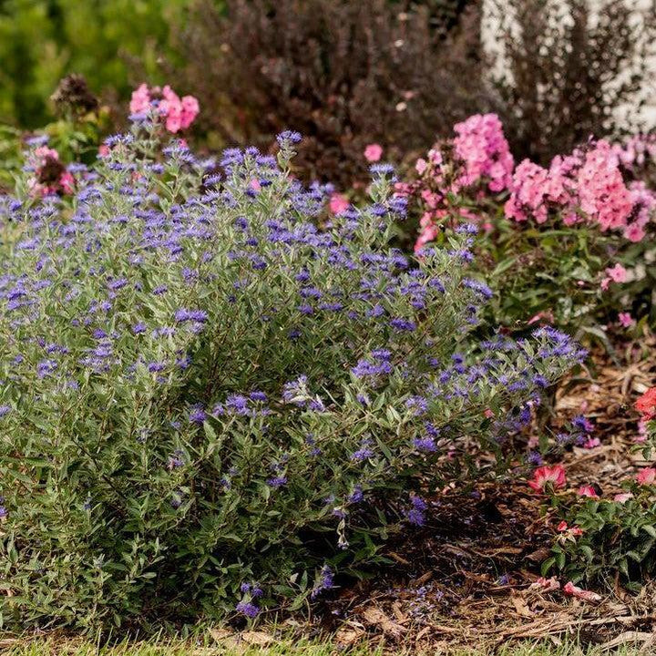 Caryopteris x clandonensis 'Blauer Splatz' ~ Sapphire Surf™ Bluebeard-ServeScape