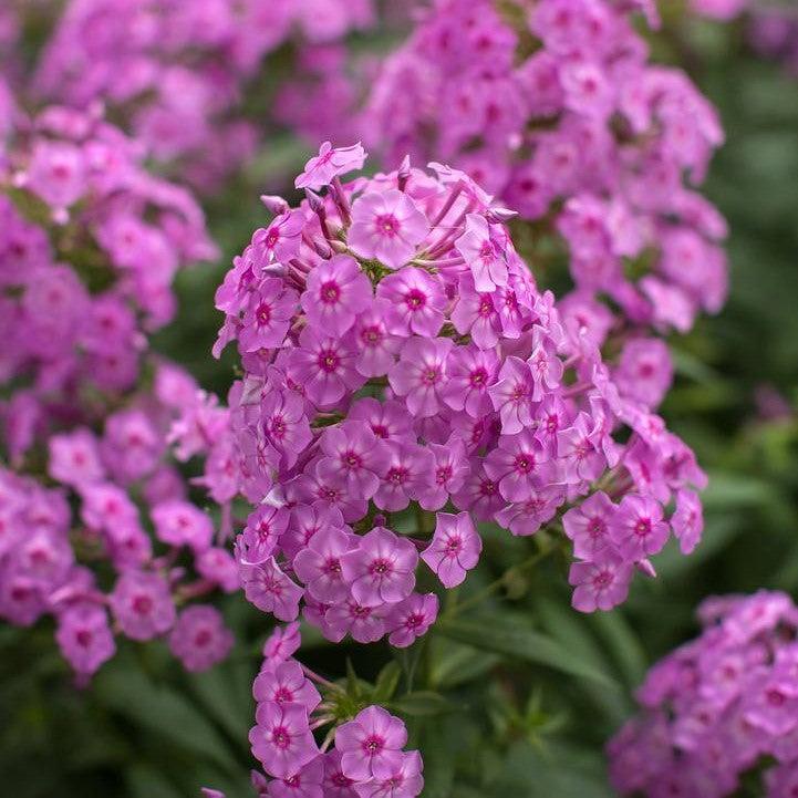 Phlox paniculata 'Ditomfra' ~ First Editions® Bubblegum Pink™ Phlox-ServeScape