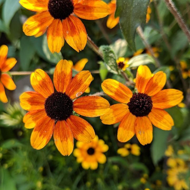 Rudbeckia triloba 'Prairie Glow' ~ Prairie Glow Coneflower-ServeScape
