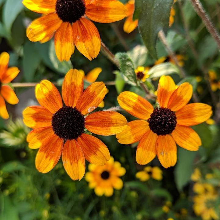 Rudbeckia triloba 'Prairie Glow' ~ Prairie Glow Coneflower-ServeScape