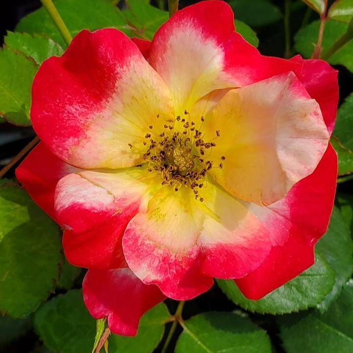 Rosa 'CA 29' ~ Campfire Rose-ServeScape