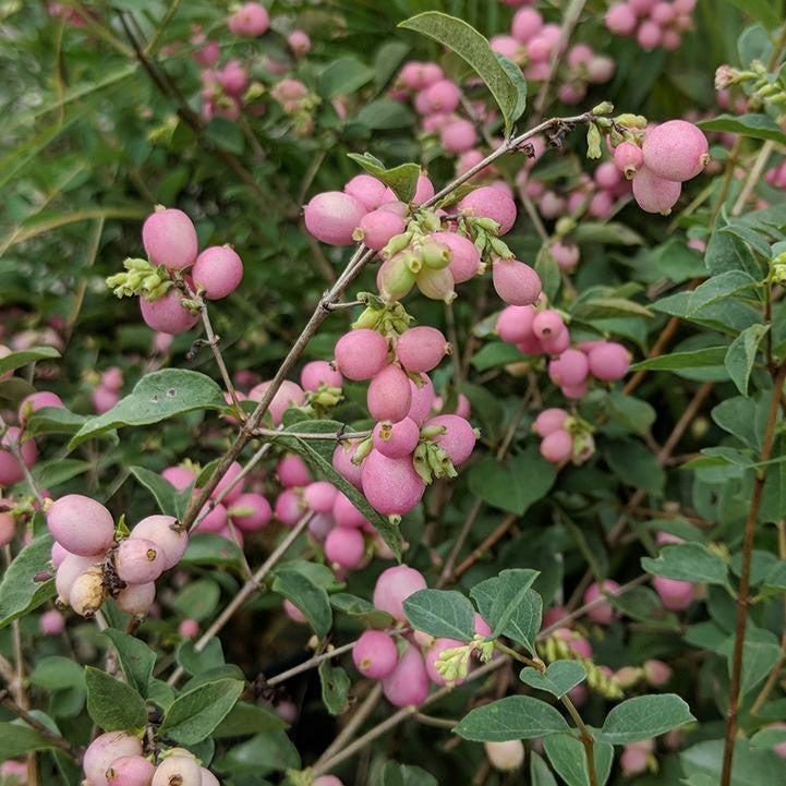 Symphoricarpos x doorenbosii 'Kolmcan' ~ Candy™ Coralberry-ServeScape