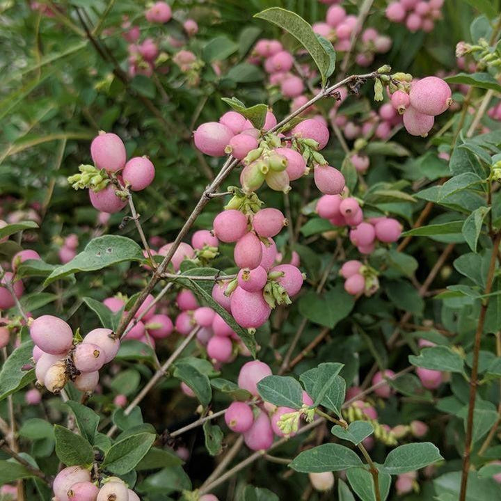 Symphoricarpos x doorenbosii 'Kolmcan' ~ Candy™ Coralberry-ServeScape