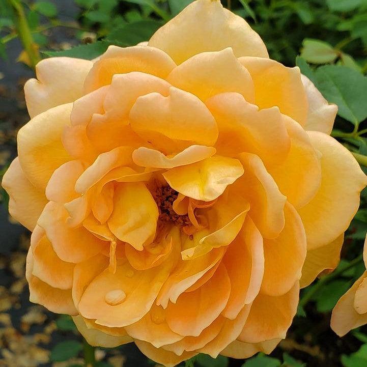 Rosa 'Ausnyson' ~ Lady of Shalott Rose-ServeScape