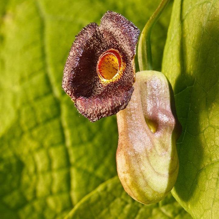 Aristolochia macrophylla ~ Dutchman's Pipe, Pipevine-ServeScape