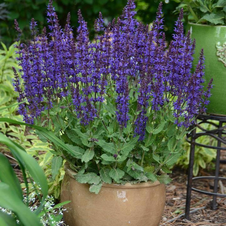 Salvia 'Violet Riot' ~ Color Spires® Violet Riot Salvia-ServeScape
