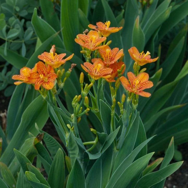 Belamcanda chinensis 'Freckle Face' ~ Freckle Face Blackberry Lily-ServeScape