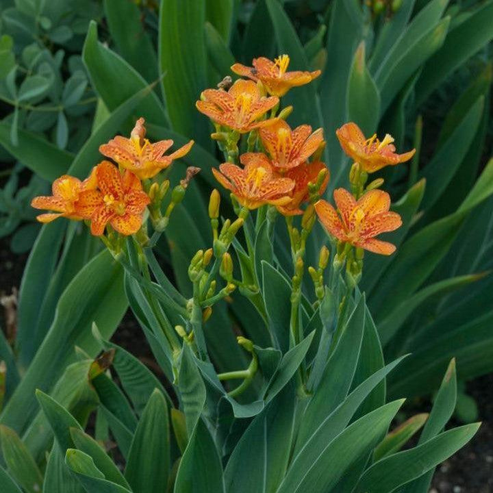 Belamcanda chinensis 'Freckle Face' ~ Freckle Face Blackberry Lily-ServeScape