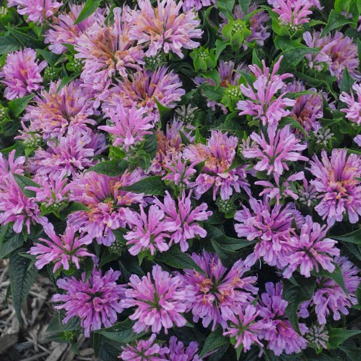 Monarda didyma 'Pardon My Lavender' ~ Pardon My Lavender-ServeScape