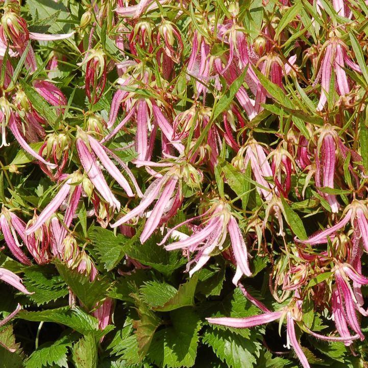 Campanula 'Pink Octopus' ~ Pink Octopus Bellflower-ServeScape