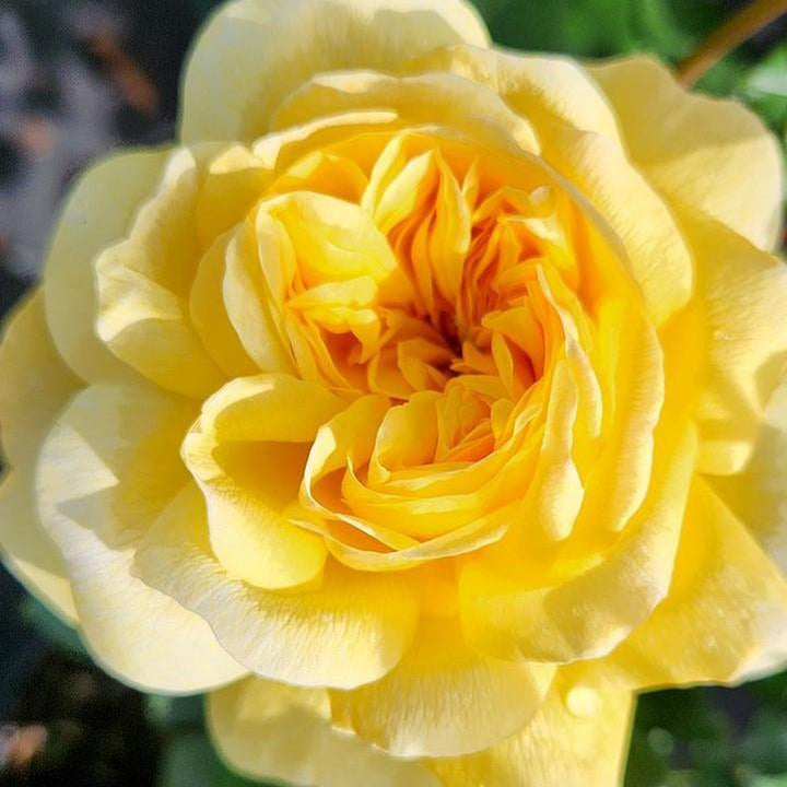 Rosa 'Auswhirl' ~ The Poet's Wife Rose-ServeScape