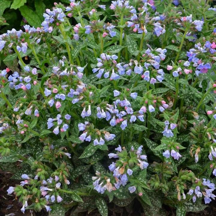Pulmonaria 'Twinkle Toes' ~ Twinkle Toes Lungwort-ServeScape