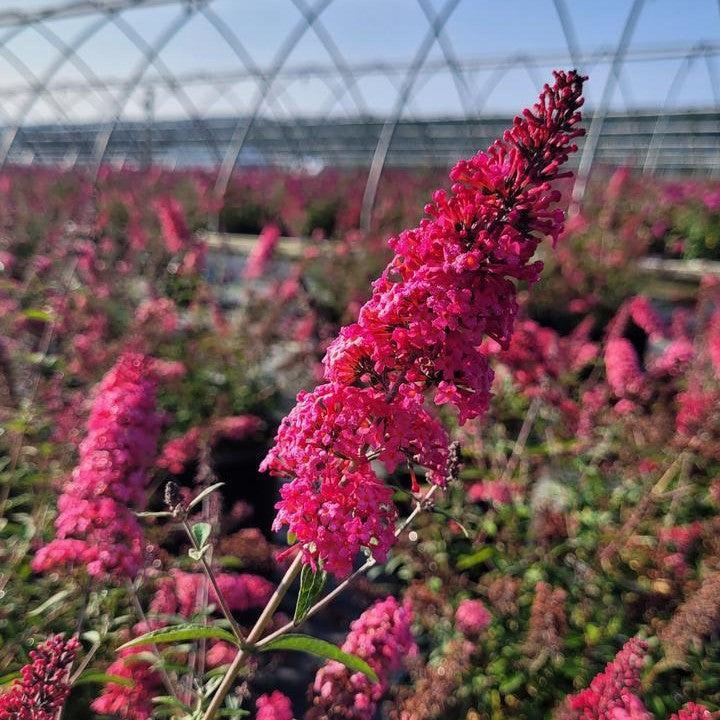 Buddleia davidii 'Prince Charming' ~ Monarch® Prince Charming Butterfly Bush-ServeScape
