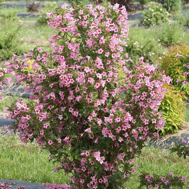 Weigela florida 'SMNWFRP' ~ PW® Sonic Bloom® Pure Pink Weigela-ServeScape