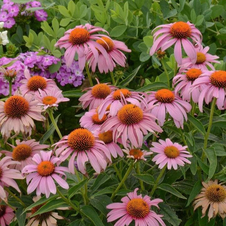 Echinacea purpurea 'Prairie Splendor' ~ Prairie Splendor Echinacea-ServeScape