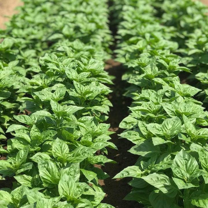 Ocimum basilicum 'Rutger Obsession' ~ Rutger Obsession Sweet Basil-ServeScape