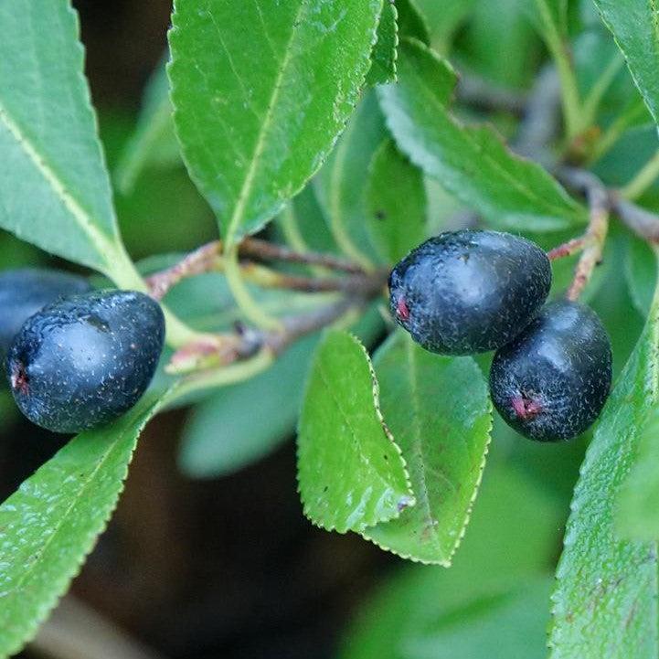Aronia melanocarpa 'UCONNAM012' ~ PW® Ground Hug® Aronia-ServeScape