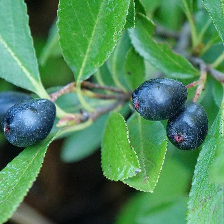 Aronia melanocarpa 'UCONNAM012' ~ PW® Ground Hug® Aronia-ServeScape