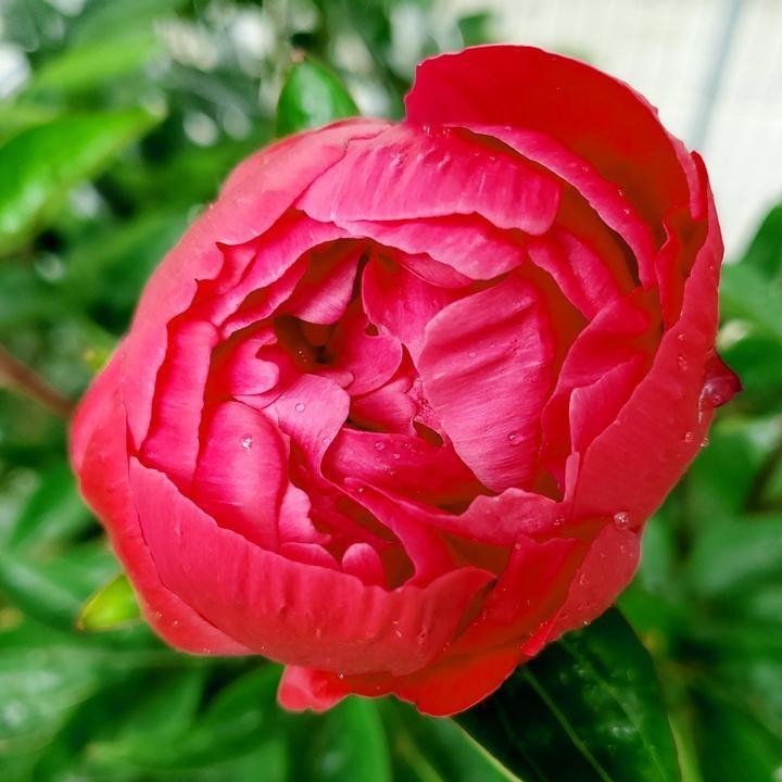 Paeonia lactiflora 'Red Sarah Bernhardt' ~ Red Sarah Bernhardt Peony-ServeScape